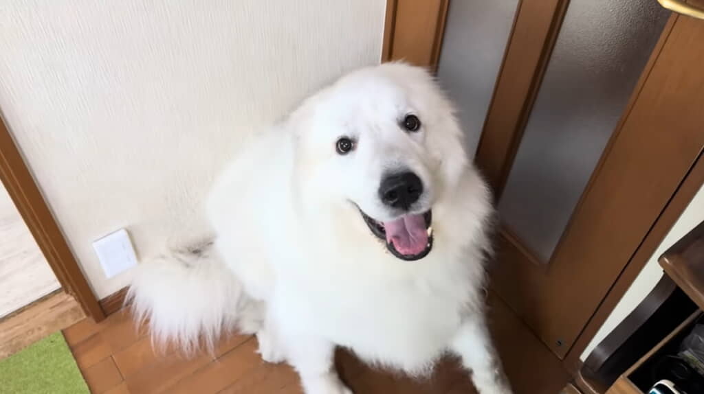 動物病院が苦手なドレミさん