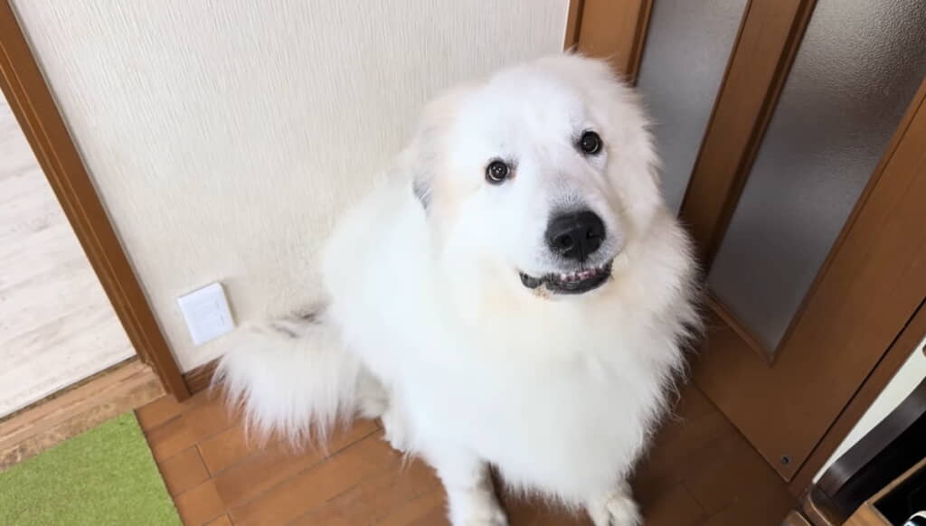 「病院行くんだよ？」と聞くと絶妙な表情に