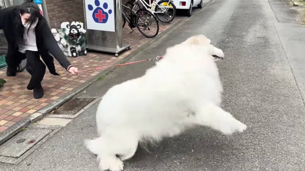 全力で拒否