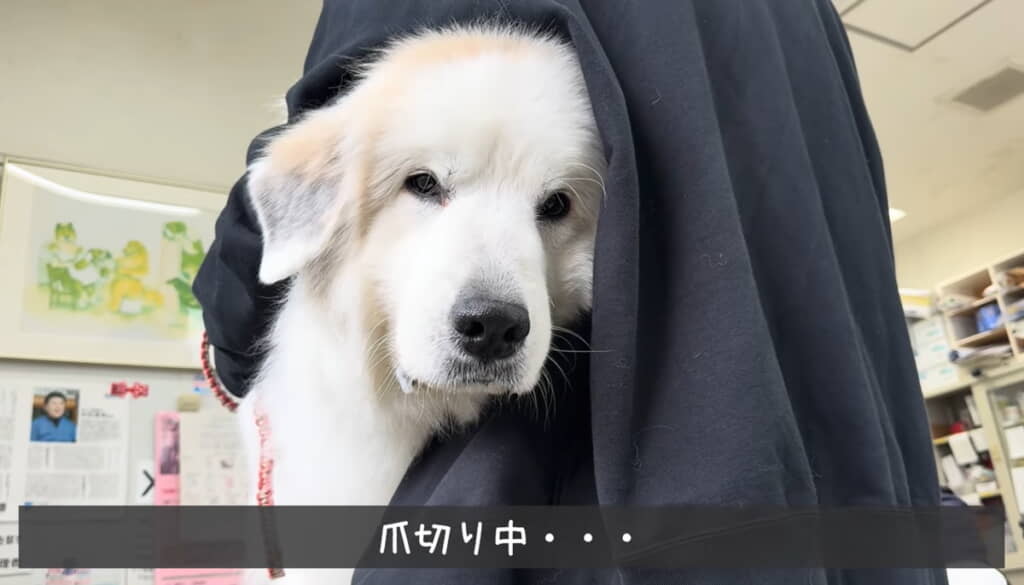 頑張ってえらかったね……!!!!