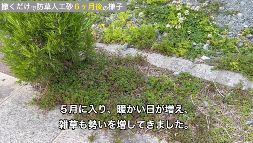 雑草が気になる季節に