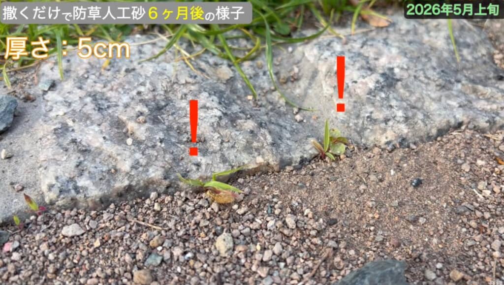 小さな雑草がチラホラ