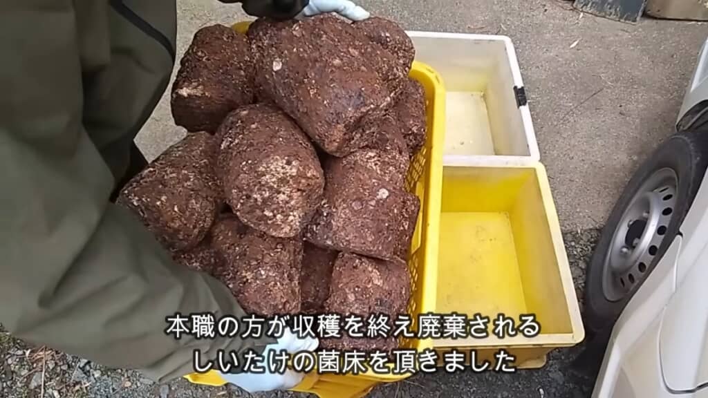 廃棄されるシイタケの菌床を栽培します