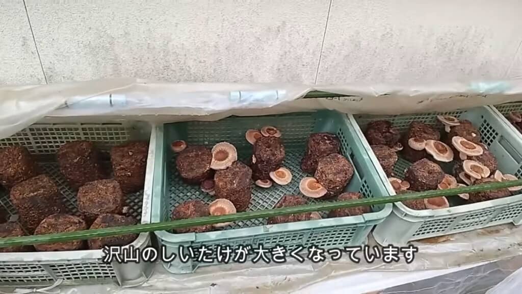 大きなシイタケがたくさんできました!