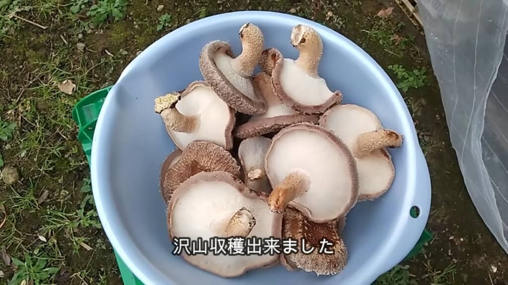 肉厚でおいしそう！