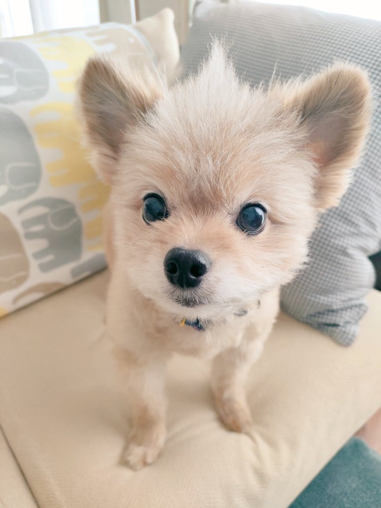 「おいしそうですね」と言われるワンコ