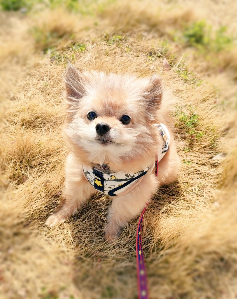 毛が長いときも愛らしい