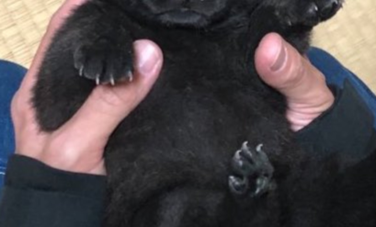 「子グマでしょ？」と言われていた子犬が1年後……　激変した現在の姿が220万表示「こんなにイケメンになるのか」「貫禄が」（1/3） | 犬 ねとらぼ