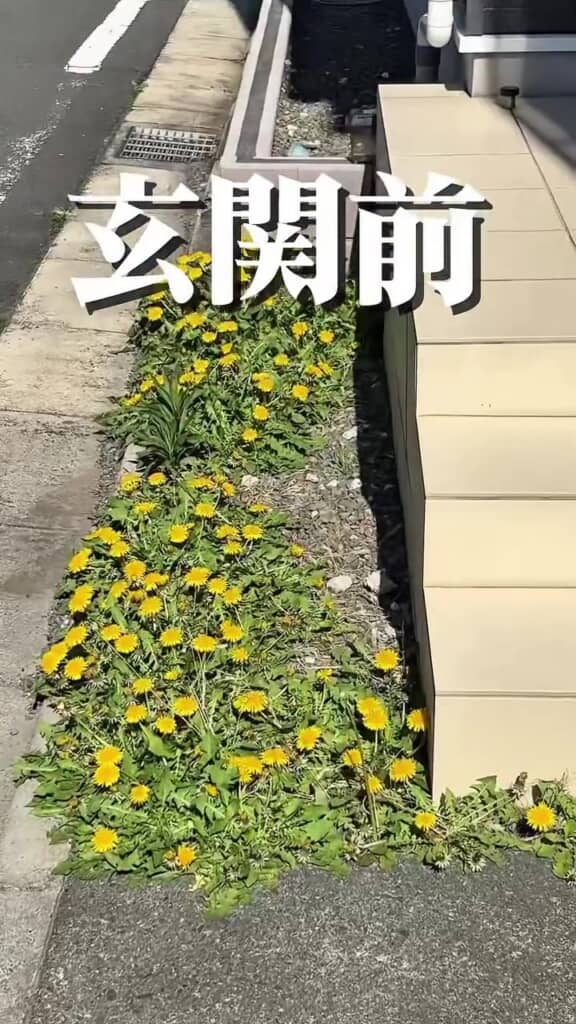 たくさんのたんぽぽ!