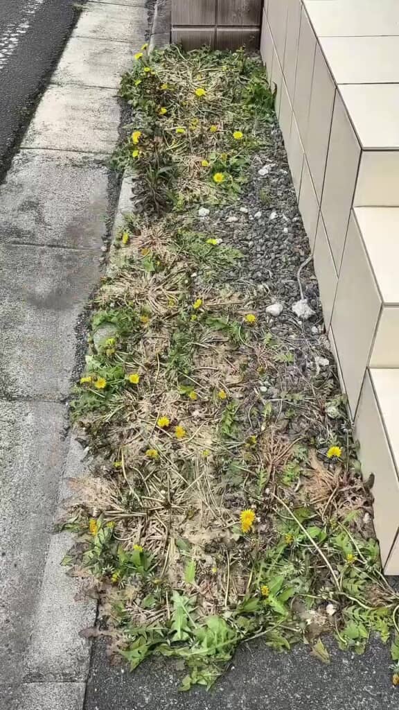 まだ残っているたんぽぽも