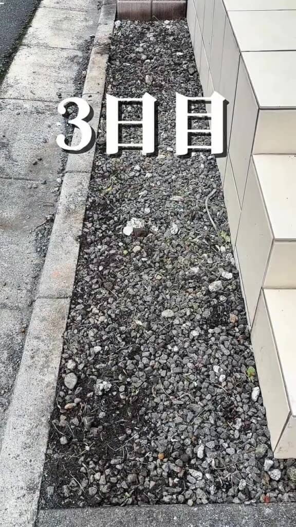 3日目の様子