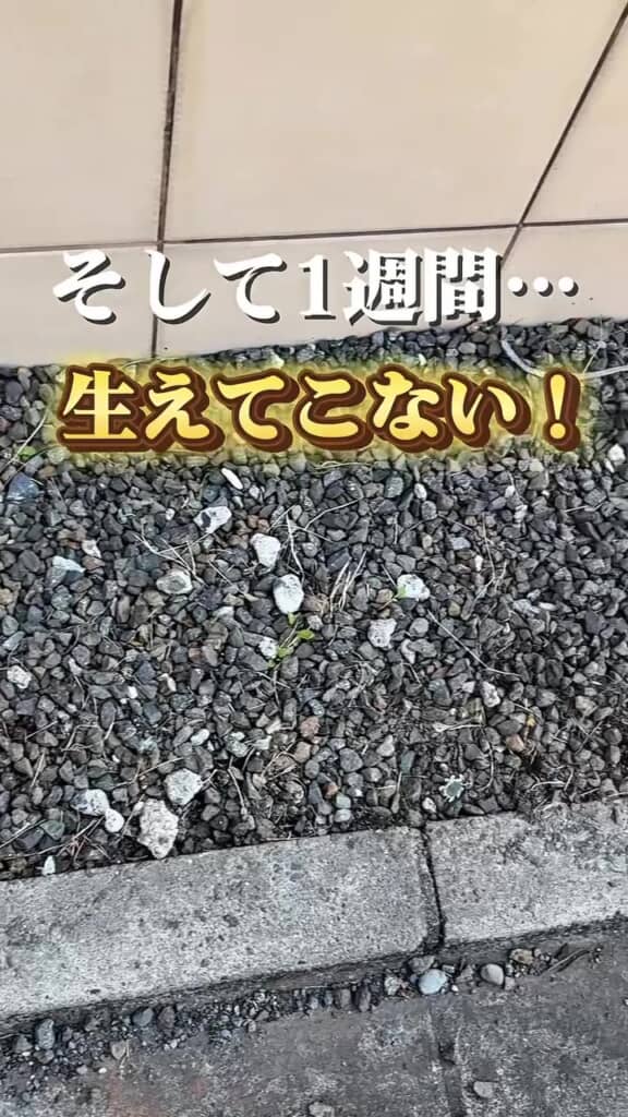 1週間後の様子
