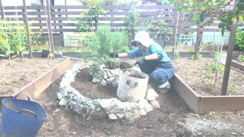 中心部に大きく育ったハーブを移植