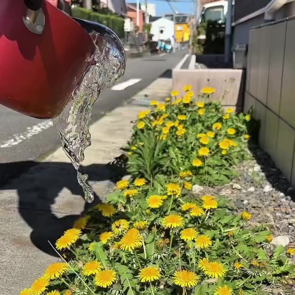 雑草に熱湯をドバドバかけて→1週間後……　「マジか」目を疑う光景に「知らなかった」「お湯ぶっかけてみます」 | ライフスタイル ねとらぼ