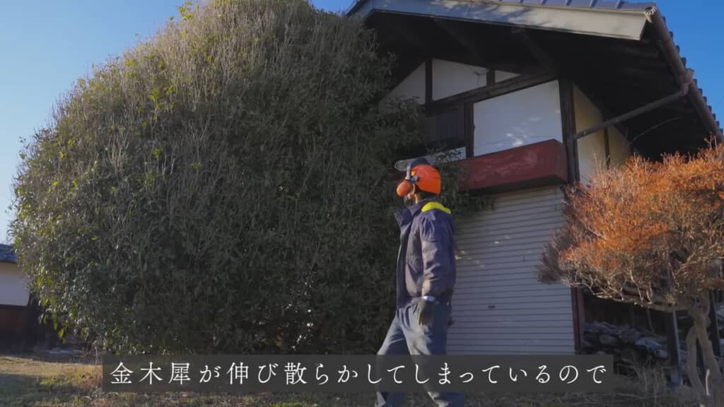 車庫の前に生えている巨大なキンモクセイ