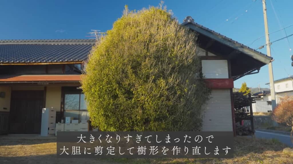 車庫の屋根くらいまで高く伸びているキンモクセイ