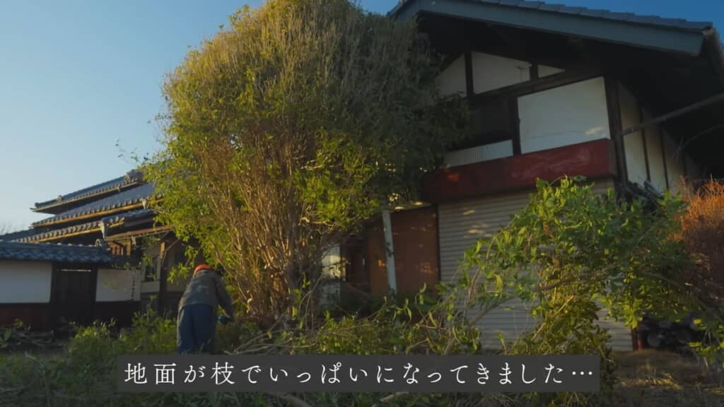 枝だらけになってきた地面と枝が少なくなってきたキンモクセイ