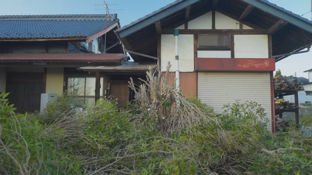 枝がなくなったキンモクセイと周囲に積み上がった枝の山