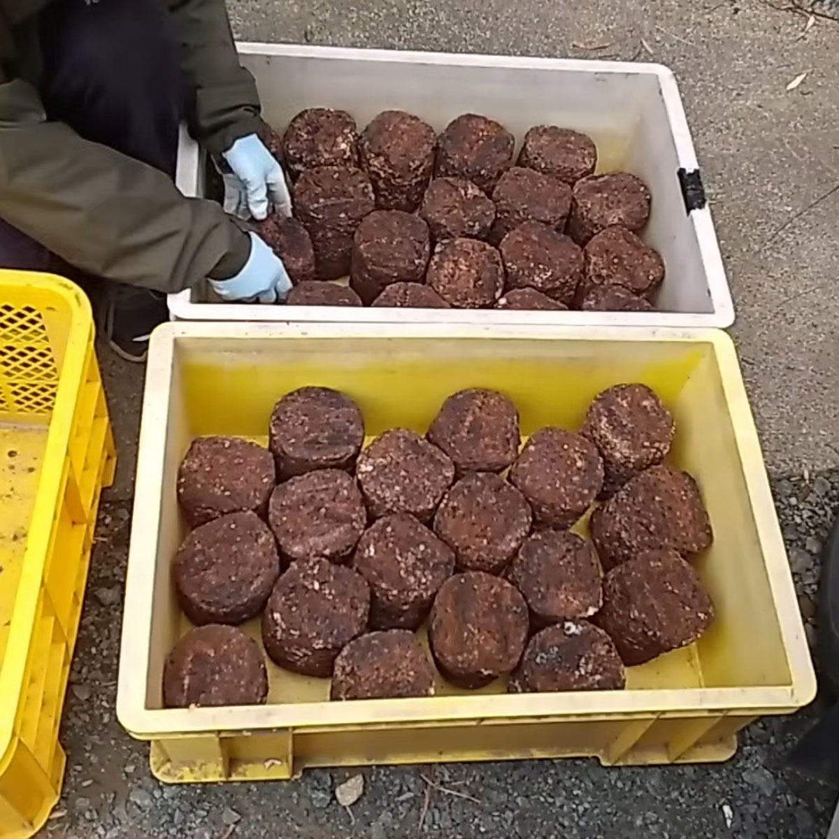 農家からもらった大量の“茶色いブロック”→おばさんが世話したら……　14日後、モリモリ育った姿に「スゴ過ぎ」「天才すぎる」（1/3） | その他生き物 ねとらぼ
