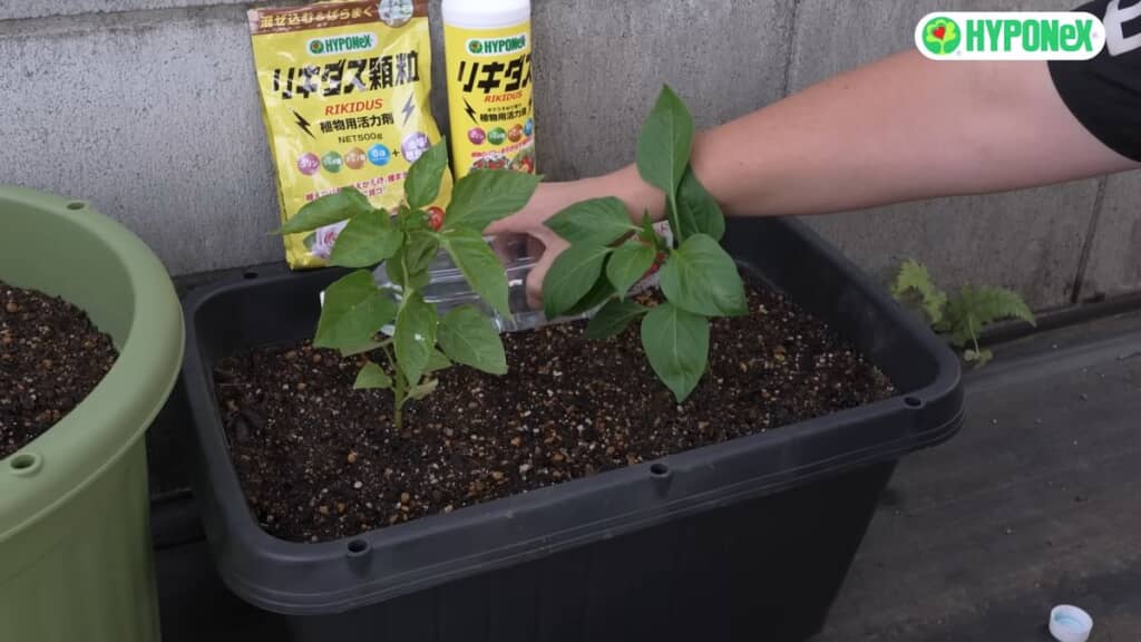 希釈したハイポネックスをプランターの壁際に注ぐ様子