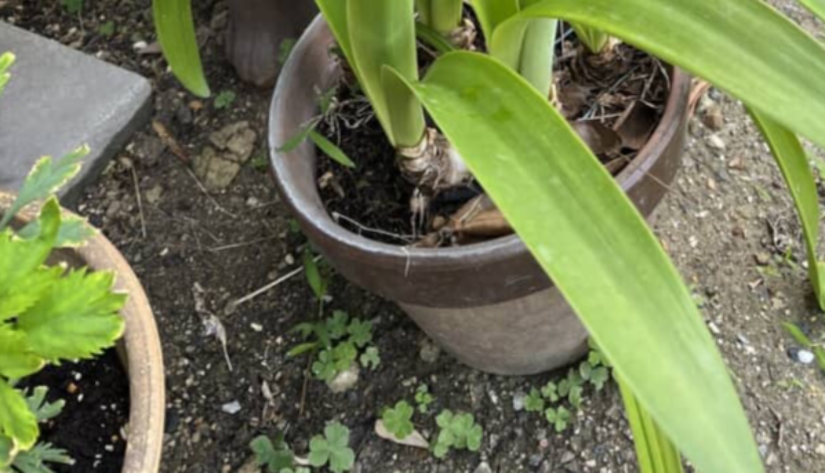 母が庭で鉢植えを撮影→よく見ると……　写り込んだ“まさかの存在”に「ひぇぇぇぇぇぇ」「目と歯っっ！」（1/3） | ライフスタイル ねとらぼ