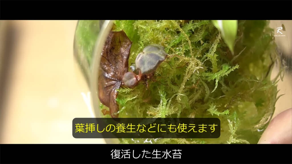 乾燥したミズゴケを復活させる条件とは……?