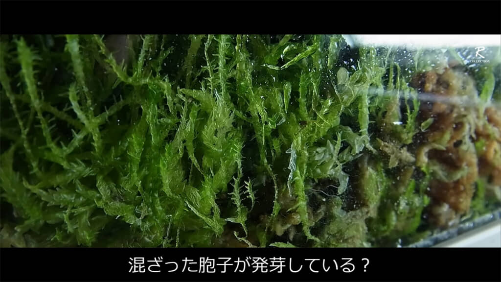 ミズゴケの胞子が発芽している説が
