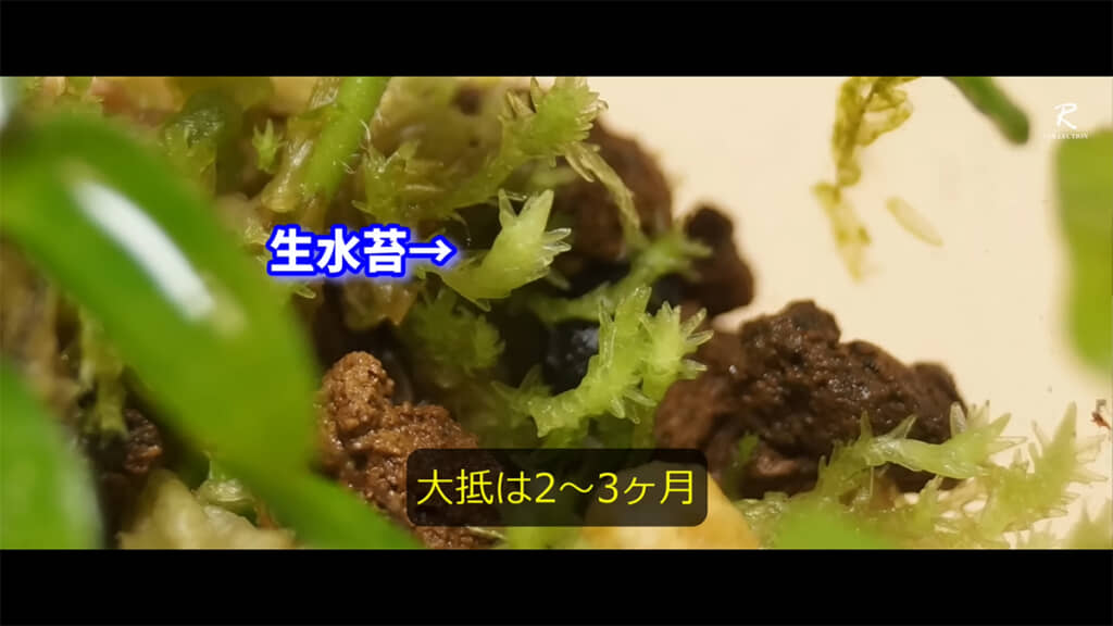 2~3カ月でミズゴケが生えてきます