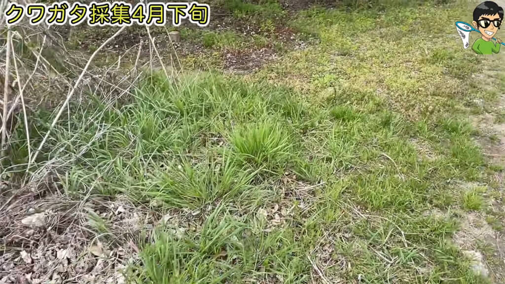 4月下旬のクワガタ採取に向かいます