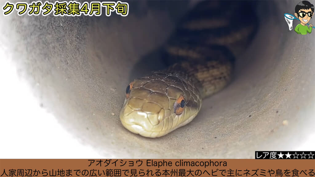 アオダイショウも発見