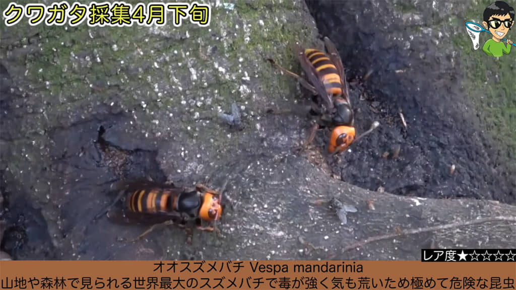 オオスズメバチを発見、捕獲しました