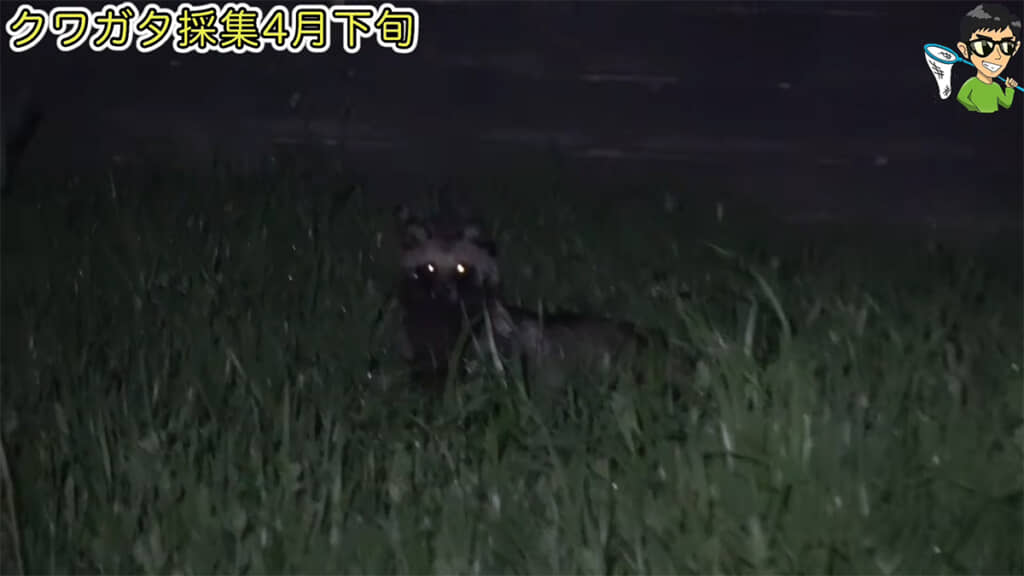 道中でタヌキと遭遇