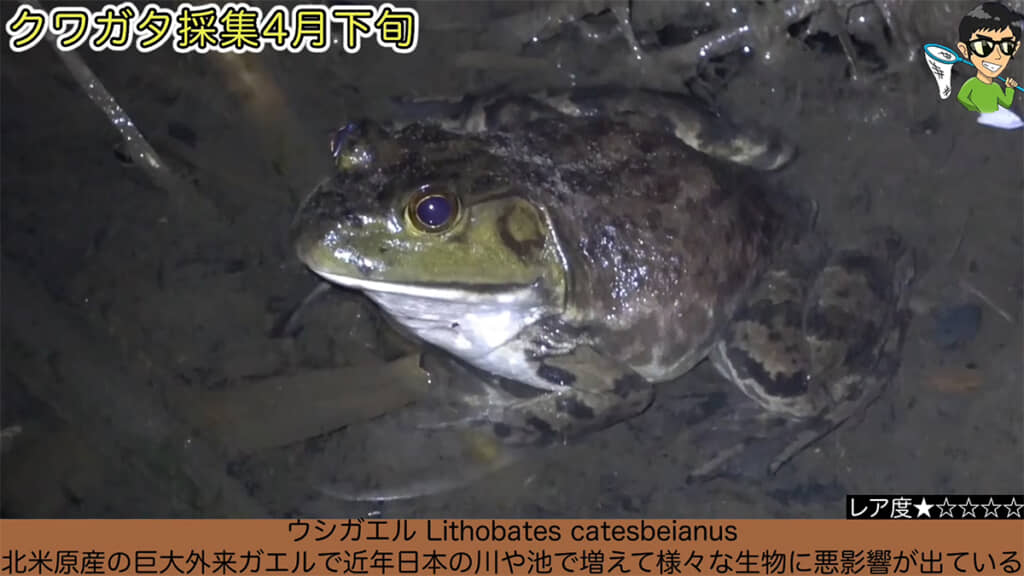 外来種・ウシガエルの姿も