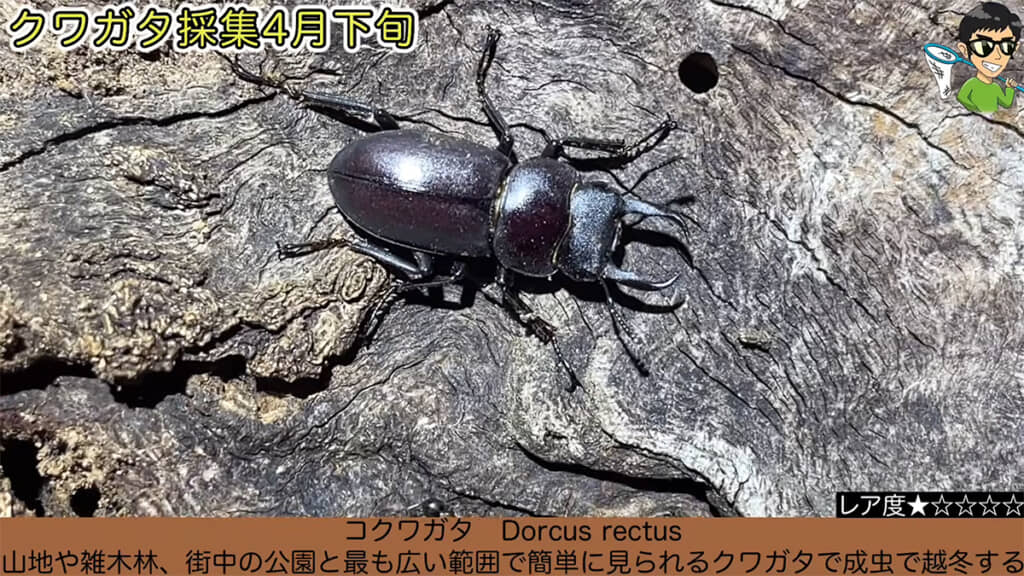 コクワガタを発見しました！