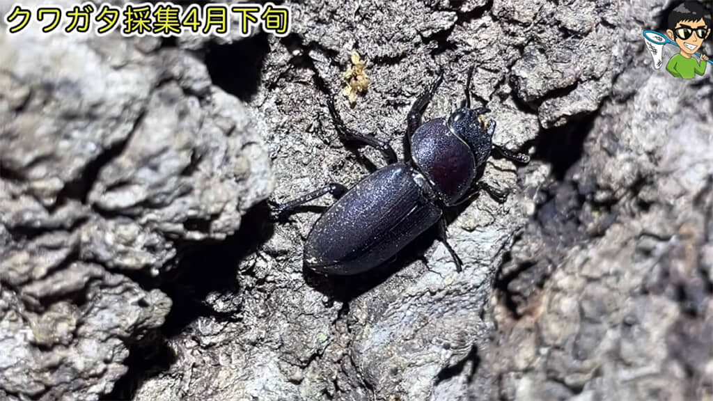 神の木でもコクワガタを発見
