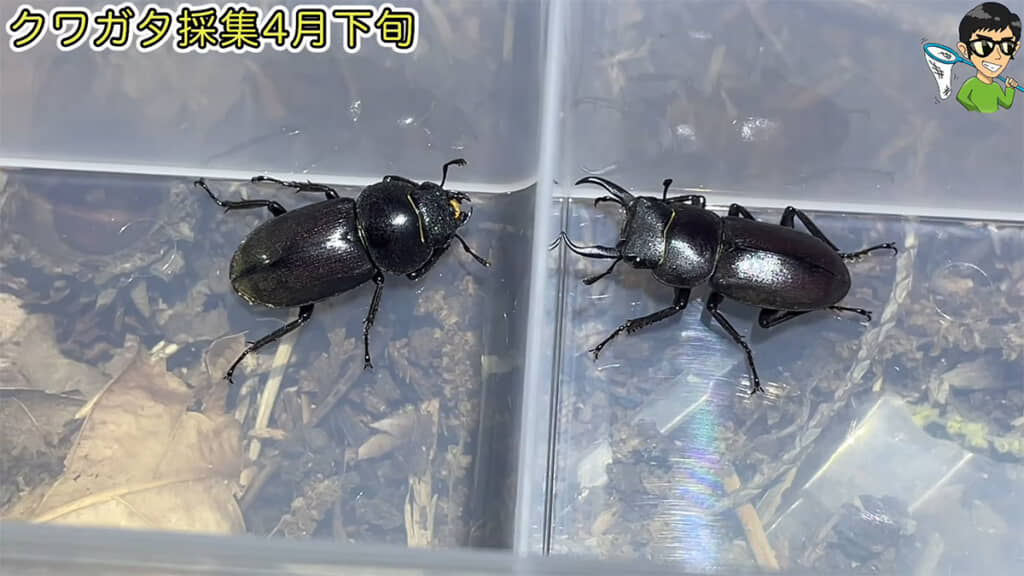 コクワガタを3匹捕獲、1匹はリリースしました