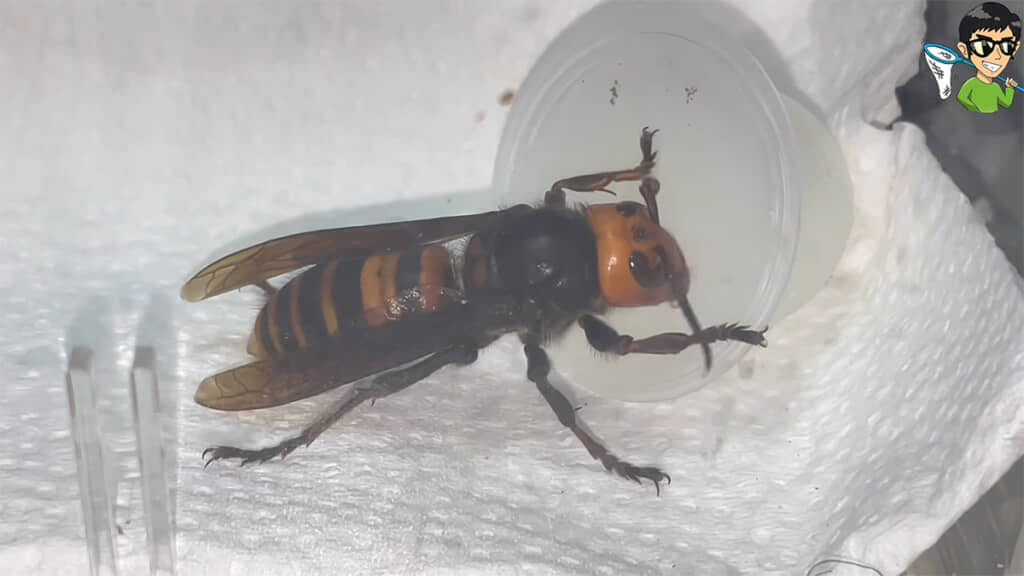 夢中で昆虫ゼリーを食べるオオスズメバチ、かわいいです