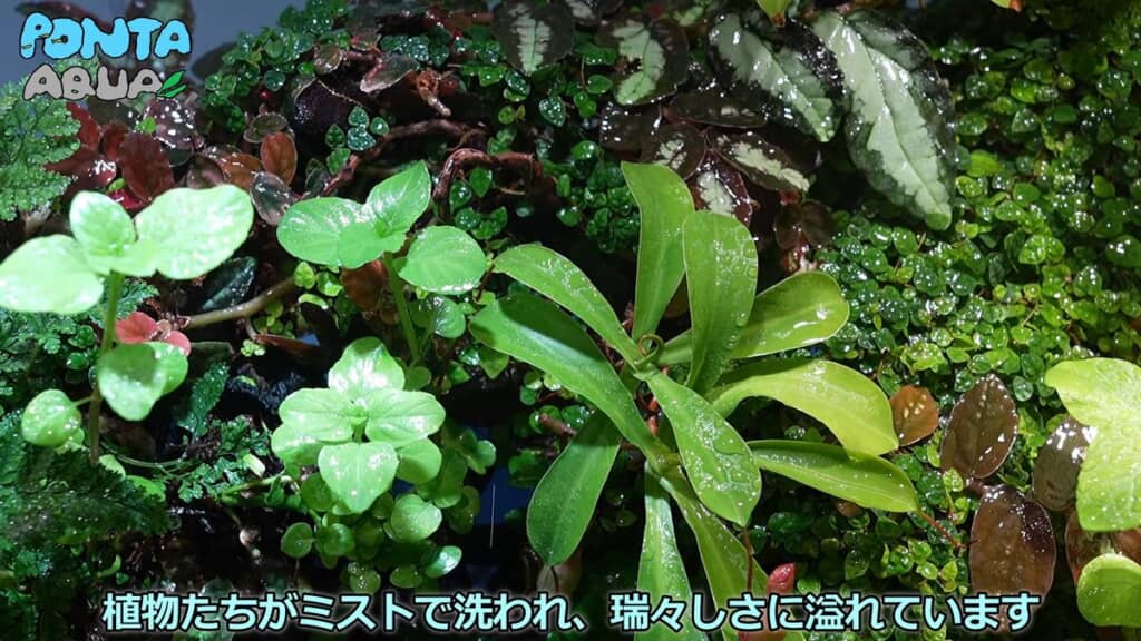 ミストがかかった植物のみずみずしい姿