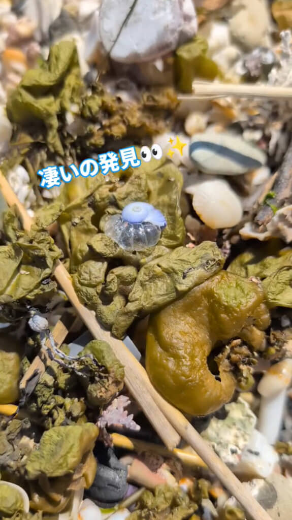 アサガオガイを発見!