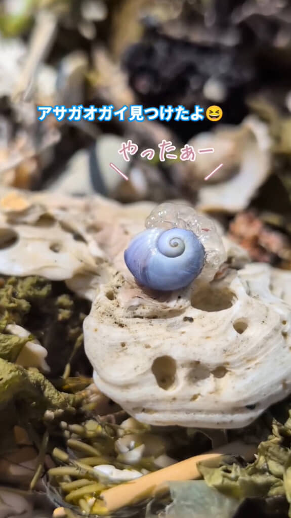 殻には泡が付いている