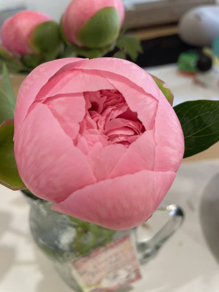 まんまるの中に花びらが見えます