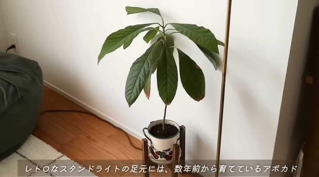 大きくなってきたのでレトロな鉢に植え替えたアボカド