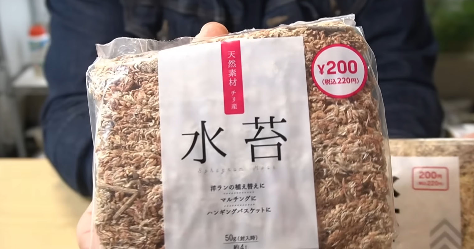 ダイソーで220円の“茶色い水苔”→水を与えてみたら…… 数カ月後の変化に「楽しいですね」「やってみます!」(1/3) | その他生き物 ねとらぼ