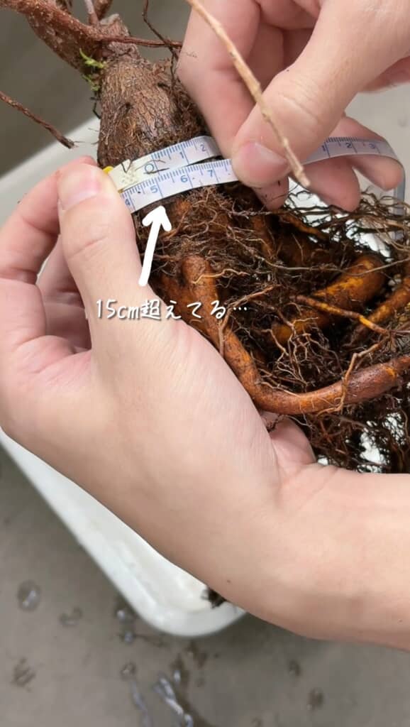 周径は15センチ超