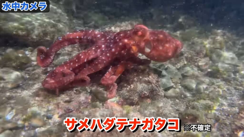 磯で発見した赤い体のタコ