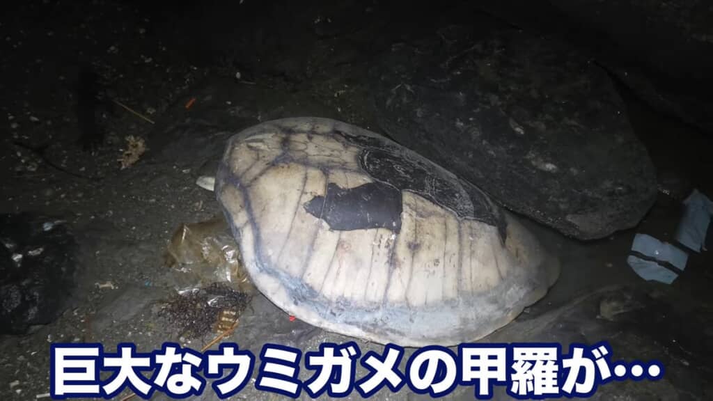 磯に転がっていたウミガメの甲羅