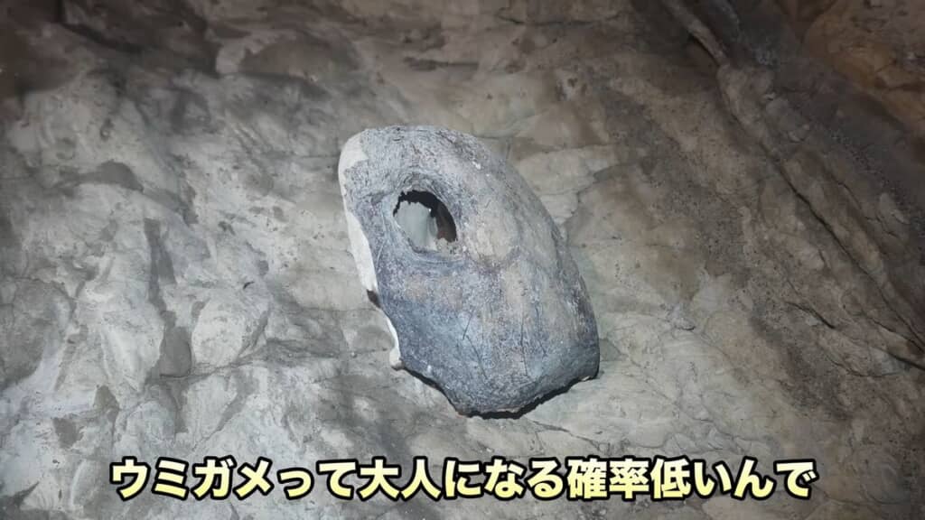 ウミガメの頭蓋骨