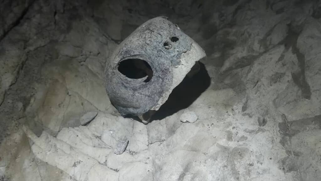 近くで撮影したウミガメの頭蓋骨