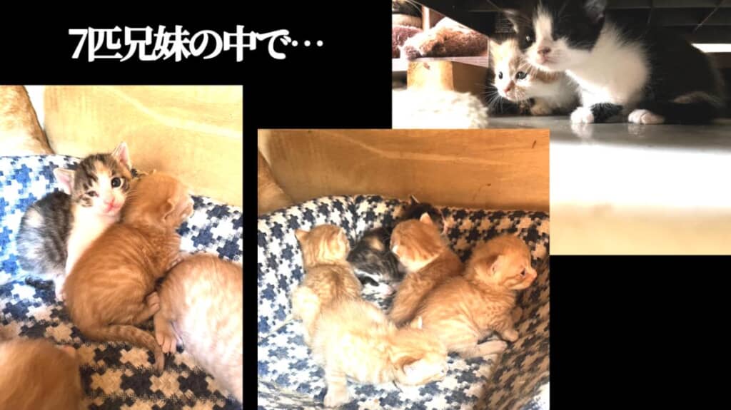 知人のお家で生まれた子猫7匹