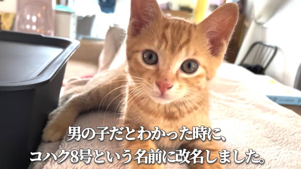 もらい手が見つからなかったコハク8号くんをお迎え